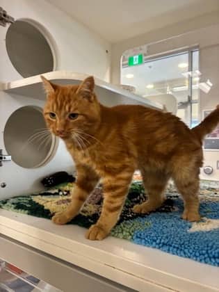 Zebulon - Domestic Shorthair/Mix cat available for adoption at Humane Society of Kitchener Waterloo & Stratford Perth in Kitchener