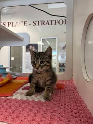 Lorelei - Domestic Shorthair/Mix available for adoption