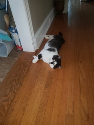 Bob Jr. - Domestic Shorthair/Mix cat available for adoption at Humane Society of Kitchener Waterloo & Stratford Perth in Kitchener