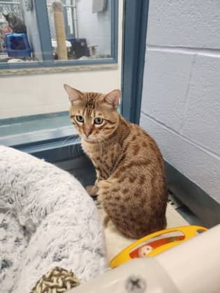 Tarragon - Domestic Shorthair/Mix cat available for adoption at Humane Society of Kitchener Waterloo & Stratford Perth in Kitchener