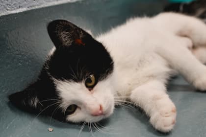Juniperberry - Domestic Shorthair/Mix available for adoption