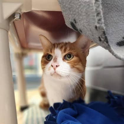 Raisin - Domestic Shorthair/Mix cat available for adoption at Humane Society of Kitchener Waterloo & Stratford Perth in Kitchener