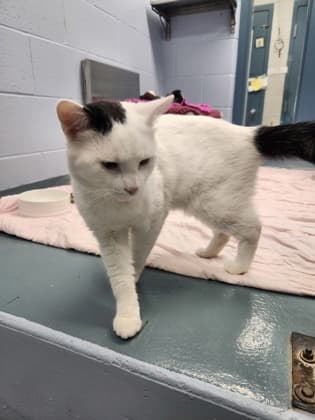 Mackerel - Domestic Shorthair/Mix available for adoption