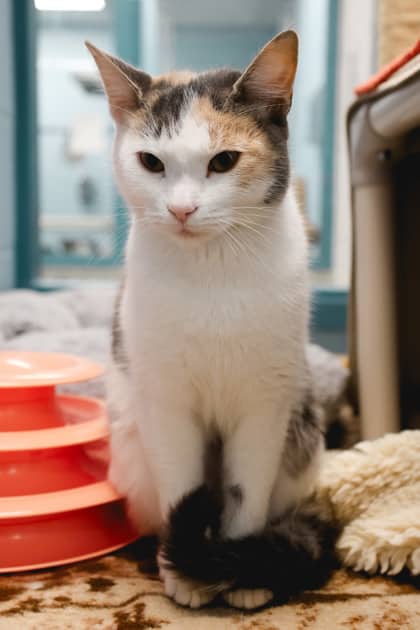 Ash - Ktichener - Domestic Shorthair/Mix cat available for adoption at Humane Society of Kitchener Waterloo & Stratford Perth in Kitchener