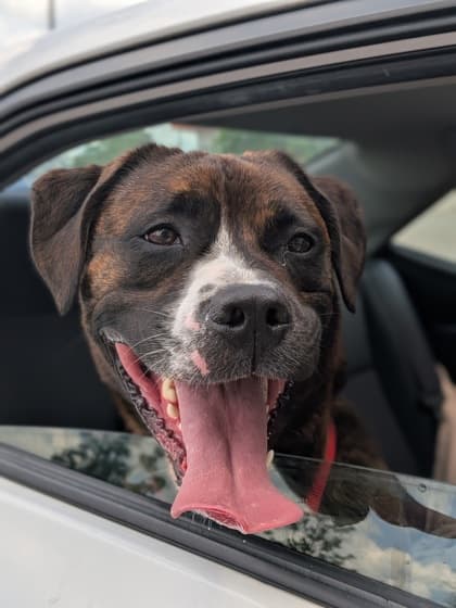 Loki - Mixed Breed available for adoption