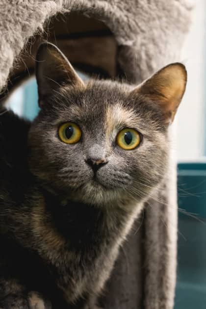 Petunia - Domestic Shorthair/Mix available for adoption