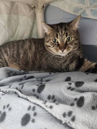 Nottingham - Domestic Shorthair/Mix cat available for adoption at Humane Society of Kitchener Waterloo & Stratford Perth in Kitchener