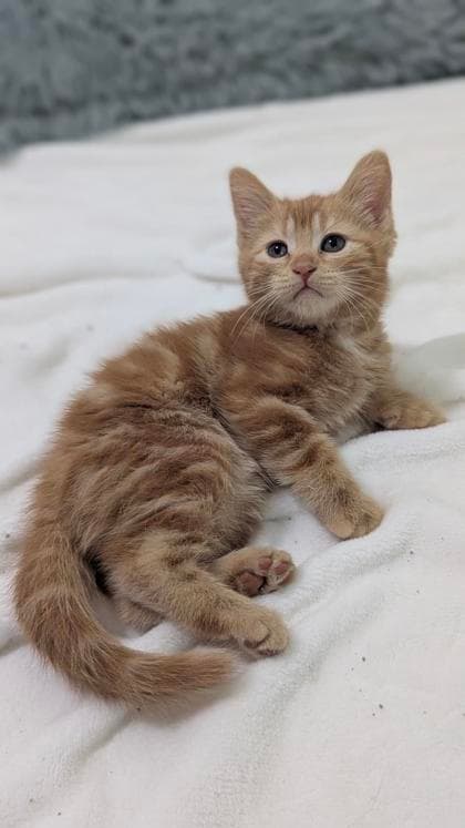 Mars - Domestic Shorthair/Mix available for adoption