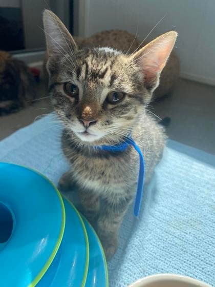 Kip - Domestic Shorthair/Mix cat available for adoption at Humane Society of Kitchener Waterloo & Stratford Perth in Kitchener