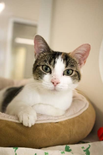 Heidi - Domestic Shorthair/Mix cat available for adoption in Calgary