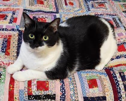 Lucy - Domestic Shorthair/Mix cat available for adoption at Humane Society of Kitchener Waterloo & Stratford Perth in Kitchener