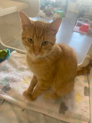 Nemo - Domestic Shorthair/Mix cat available for adoption at Humane Society of Kitchener Waterloo & Stratford Perth in Kitchener
