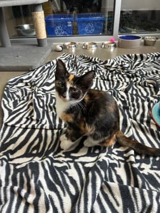 Pumpkin - Domestic Shorthair/Mix cat available for adoption at Humane Society of Kitchener Waterloo & Stratford Perth in Kitchener