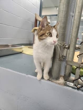 Figaro - Domestic Shorthair/Mix cat available for adoption at Humane Society of Kitchener Waterloo & Stratford Perth in Kitchener
