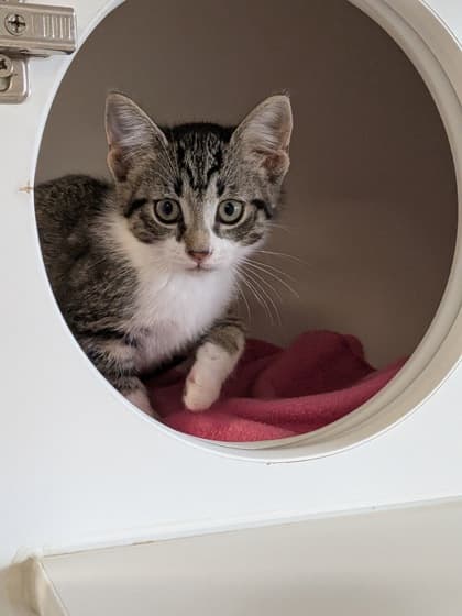 Fava - Domestic Shorthair/Mix available for adoption