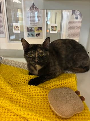 Plum - Domestic Shorthair/Mix cat available for adoption at Humane Society of Kitchener Waterloo & Stratford Perth in Kitchener
