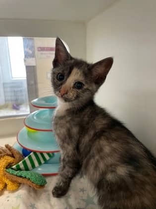 Rosa - Domestic Shorthair/Mix cat available for adoption at Humane Society of Kitchener Waterloo & Stratford Perth in Kitchener