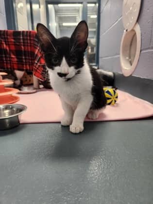 Marshmallow - Domestic Shorthair/Mix available for adoption