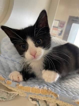 Skylar - Domestic Shorthair/Mix available for adoption