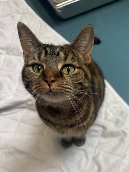 Charlee - Domestic Shorthair/Mix cat available for adoption at Humane Society of Kitchener Waterloo & Stratford Perth in Kitchener