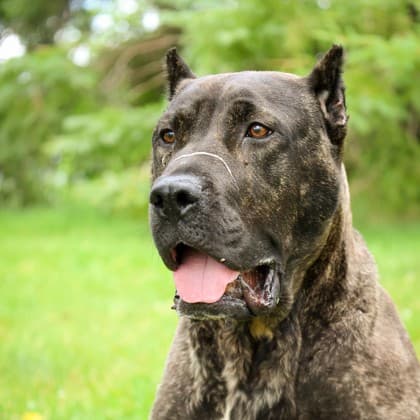 Kuma - Mixed Breed available for adoption at Humane Society of Kitchener Waterloo & Stratford Perth in Kitchener