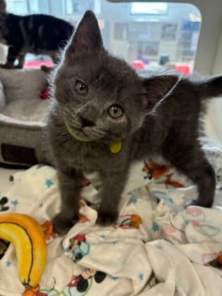 Cruella - Domestic Shorthair/Mix available for adoption