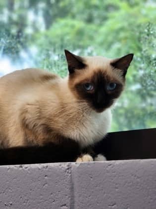 Talia - Domestic Shorthair/Mix available for adoption