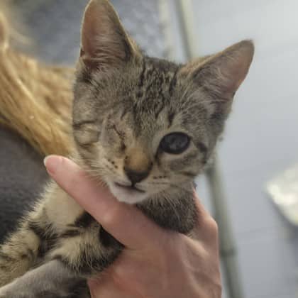 Rosie - Domestic Shorthair/Mix available for adoption