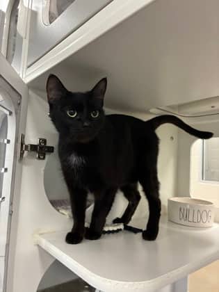 Natalia - Domestic Shorthair/Mix cat available for adoption in Calgary