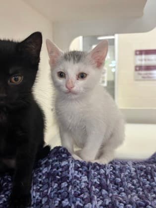 Peanut - Domestic Shorthair/Mix available for adoption