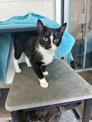 Boo - Domestic Shorthair/Mix cat available for adoption at Humane Society of Kitchener Waterloo & Stratford Perth in Kitchener