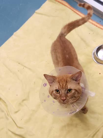 Dorito Supremo - Domestic Shorthair/Mix cat available for adoption in Calgary