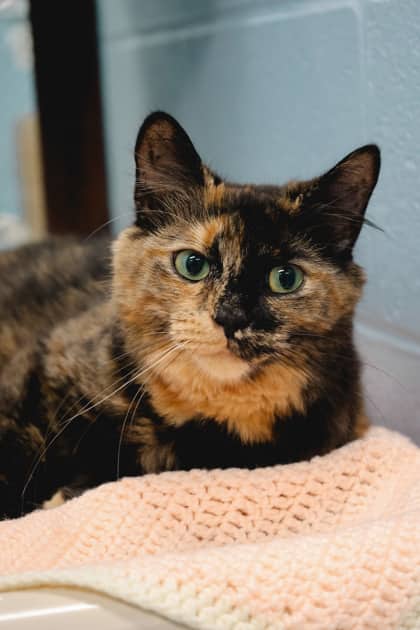 Pippa - Domestic Medium Hair/Mix cat available for adoption at Humane Society of Kitchener Waterloo & Stratford Perth in Kitchener