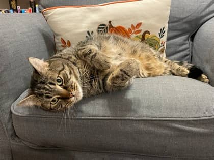 Nottingham - Domestic Shorthair/Mix available for adoption