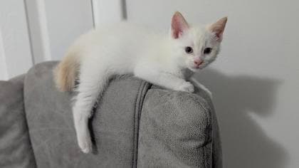Venus - Domestic Shorthair/Mix available for adoption