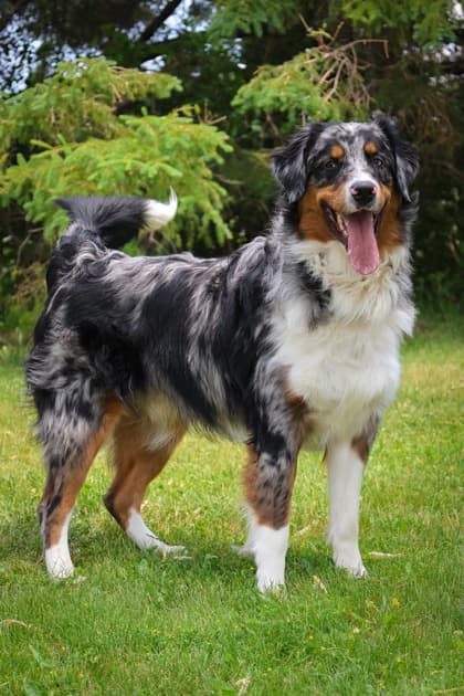 Zorro - Mixed Breed available for adoption in Calgary