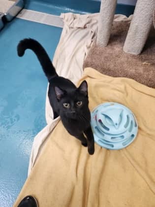 Vincent - Domestic Shorthair/Mix available for adoption