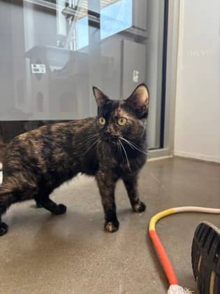 Catalina - Domestic Shorthair/Mix available for adoption