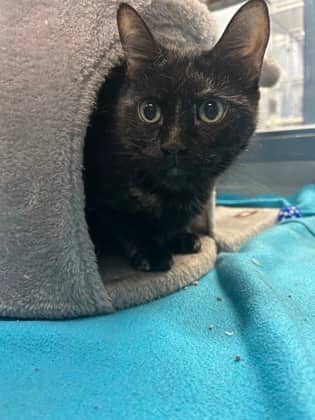 Hilda - Domestic Shorthair/Mix cat available for adoption at Humane Society of Kitchener Waterloo & Stratford Perth in Kitchener
