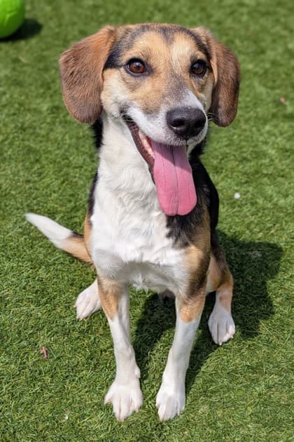 Fleur - Mixed Breed available for adoption in Calgary