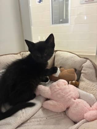 Iris - Domestic Shorthair/Mix cat available for adoption at Humane Society of Kitchener Waterloo & Stratford Perth in Kitchener
