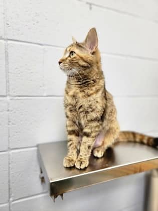 Missy - Domestic Shorthair/Mix available for adoption