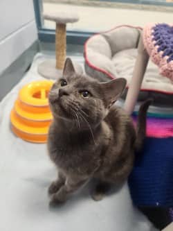 Savanna - Domestic Shorthair/Mix available for adoption