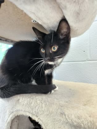 Fluff Ball - Domestic Shorthair/Mix cat available for adoption in Calgary