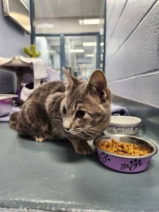Pebble - Domestic Shorthair/Mix cat available for adoption at Humane Society of Kitchener Waterloo & Stratford Perth in Kitchener