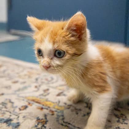 Gump - Domestic Shorthair/Mix cat available for adoption at Humane Society of Kitchener Waterloo & Stratford Perth in Kitchener