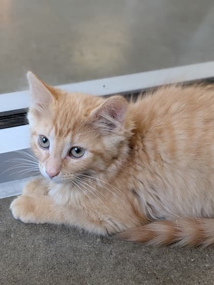 Crimson - Domestic Shorthair/Mix available for adoption