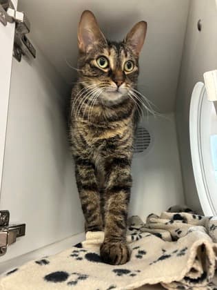 Kiwi - Domestic Shorthair/Mix cat available for adoption in Calgary
