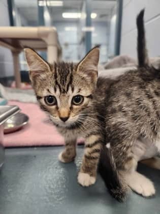 Lore - Domestic Shorthair/Mix available for adoption