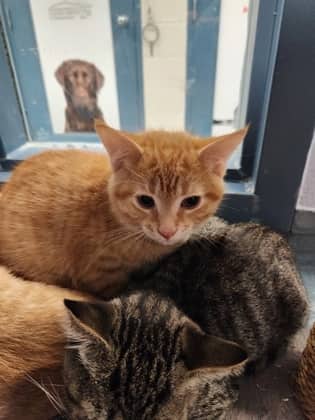 Banjo - Domestic Shorthair/Mix available for adoption